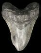 Beastly, Fossil Megalodon Tooth - South Carolina #47218-1